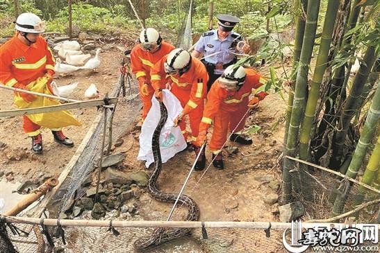 蛇出没!泉州市消防救援支队21天171起警情!