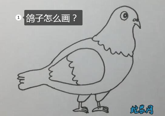 鸽子怎么画