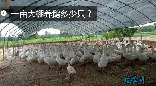 一亩大棚养鹅多少只?