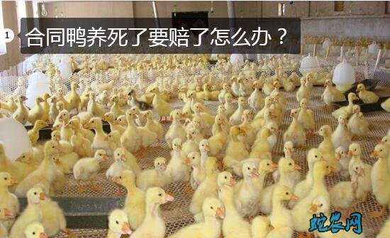 养鸭公司、合同鸭养死了要赔了怎么办?