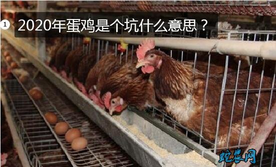 蛋鸡养殖、2020年蛋鸡是个坑什么意思?