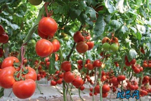 夏季季节西红柿栽培管理技术要点!防高温是重点!