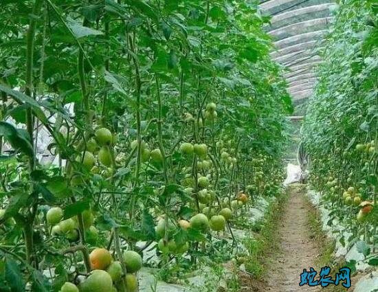 夏季蔬菜生长旺!蔬菜田间管理采收要跟上!