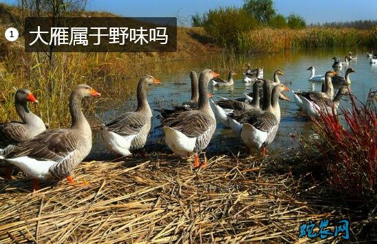大雁肉、大雁肉的营养价值?大雁肉是野味吗?