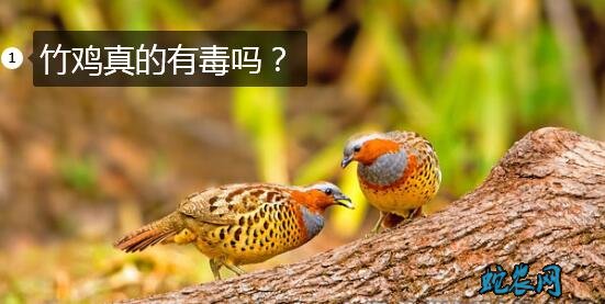 竹鸡有毒吗?野生竹鸡真的有毒吗?