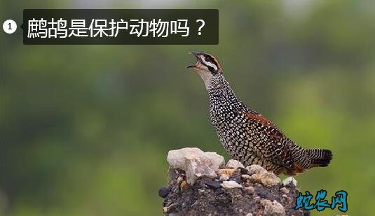 鹧鸪是保护动物吗?