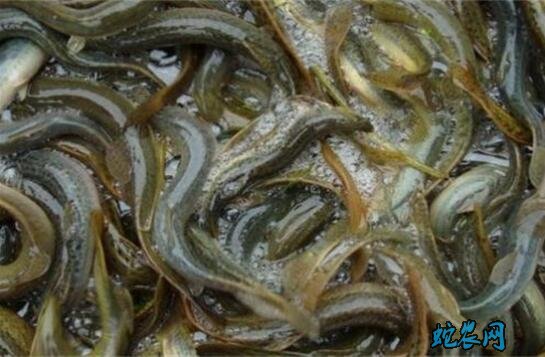 泥鳅现在价格、2020年泥鳅多少钱一斤?