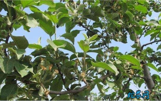 夏季苹果树施肥要科学!四大要点要牢记!