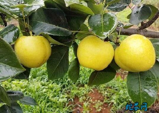 黄金梨怎么种?黄金梨高产种植技术要点!