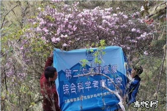 枯鲁杜鹃、最近科考找到的“野外灭绝”多年奇花究竟是什么样的?