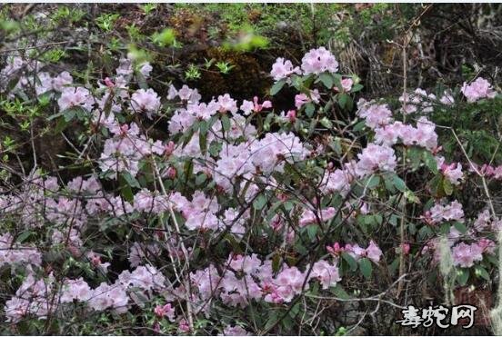 枯鲁杜鹃、最近科考找到的“野外灭绝”多年奇花究竟是什么样的?