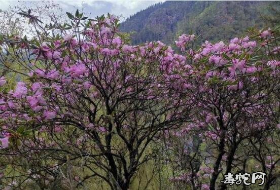 枯鲁杜鹃、最近科考找到的“野外灭绝”多年奇花究竟是什么样的?