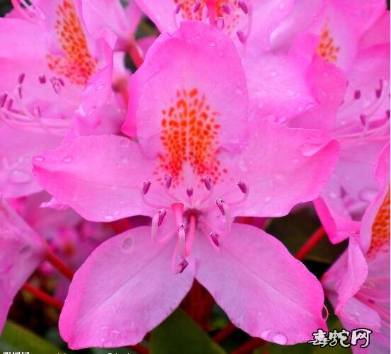 枯鲁杜鹃、最近科考找到的“野外灭绝”多年奇花究竟是什么样的?