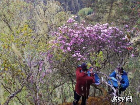 枯鲁杜鹃、最近科考找到的“野外灭绝”多年奇花究竟是什么样的?