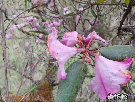枯鲁杜鹃、最近科考找到的“野外灭绝”多年奇花究竟是什么样的?