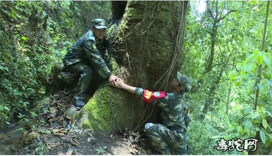 滇桐！云南发现31株濒危物种滇桐是什么植物！高30米、距今200年！