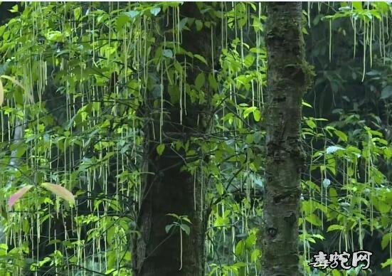 滇桐！云南发现31株濒危物种滇桐是什么植物！高30米、距今200年！