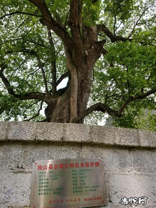 滇桐！云南发现31株濒危物种滇桐是什么植物！高30米、距今200年！