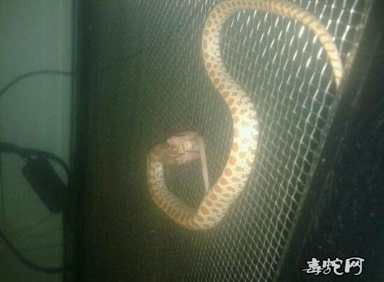 鳄斑王蛇图片1