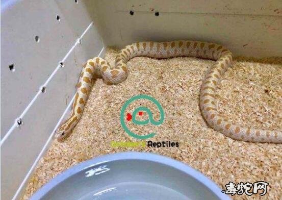 鳄斑王蛇图片5
