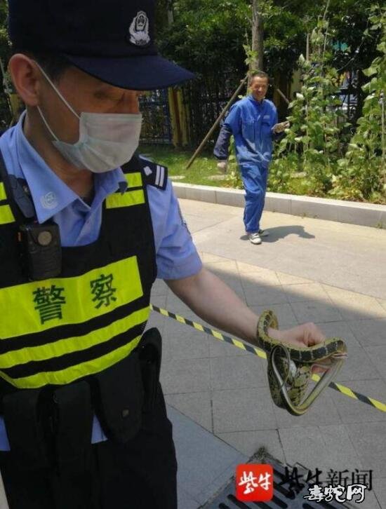 南京学校操场蛇出没!民警疏散师生出手捕捉除隐患!