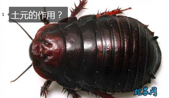 土元作用、中药材土元的作用与功效有哪些?