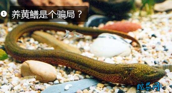养黄鳝、养黄鳝是个骗局吗?
