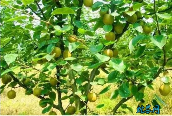 夏季梨树进入生长高峰期管理技术八个要点!