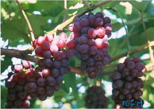 夏季葡萄种植管理:要注意上市前三个管理工作!