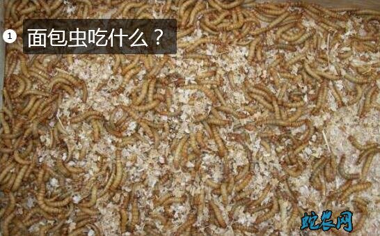 面包虫吃什么?