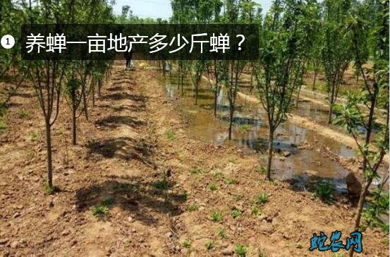 养蝉一亩地产多少斤蝉?