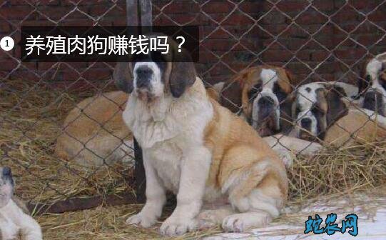 养殖肉狗赚钱吗?