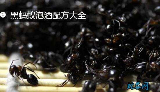黑蚂蚁泡酒配方