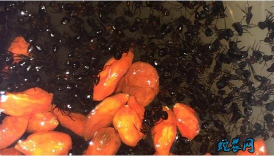 黑蚂蚁泡酒配方