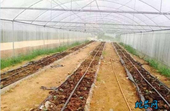 无土栽培蔬菜技术、有机生态型无土栽培蔬菜技术