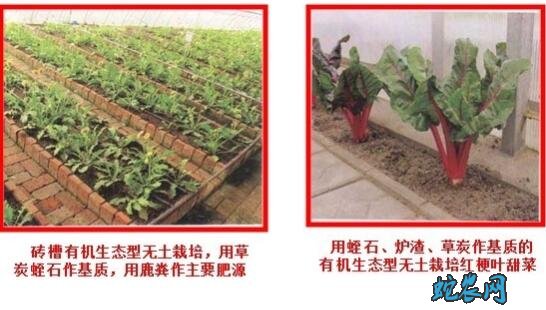 无土栽培蔬菜技术、有机生态型无土栽培蔬菜技术