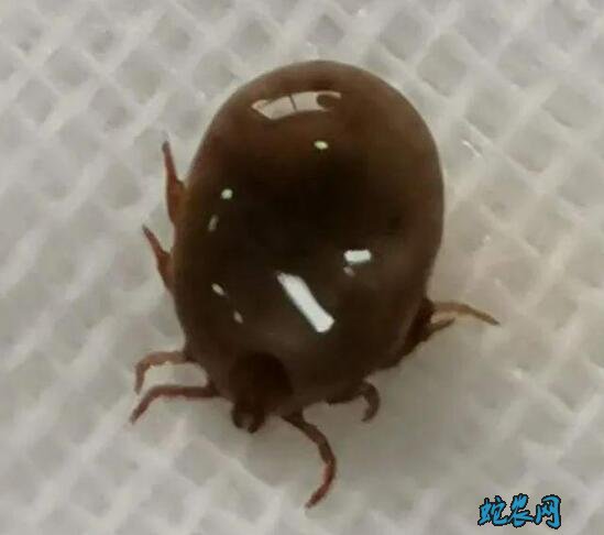 夏季“夺命蜱虫”出没!八旬老太中招!医生警告严重会丢命!