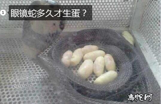 眼镜蛇多久才生蛋?