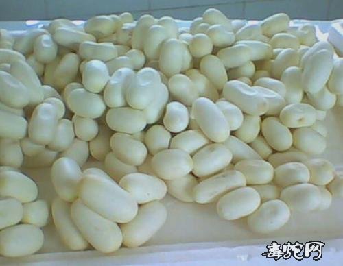 眼镜蛇多久才生蛋?