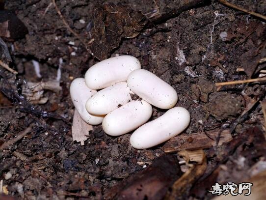 眼镜蛇多久才生蛋?