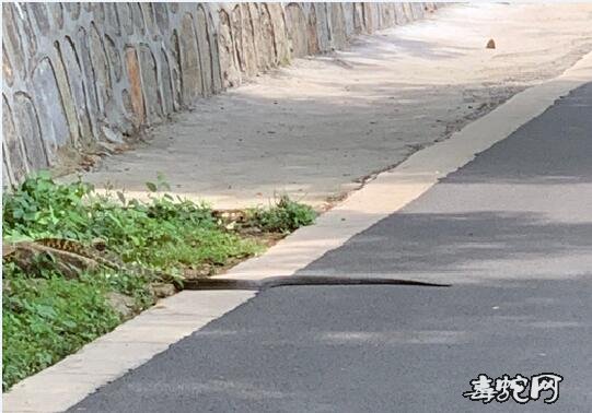 夏季毒蛇出没需要谨慎！合肥大蜀山惊现1.8米长大蛇！