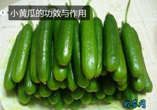 小黄瓜、小黄瓜的功效与作用?