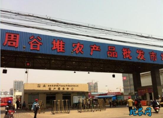 合肥周谷堆市场:一周蔬菜价格行情分析
