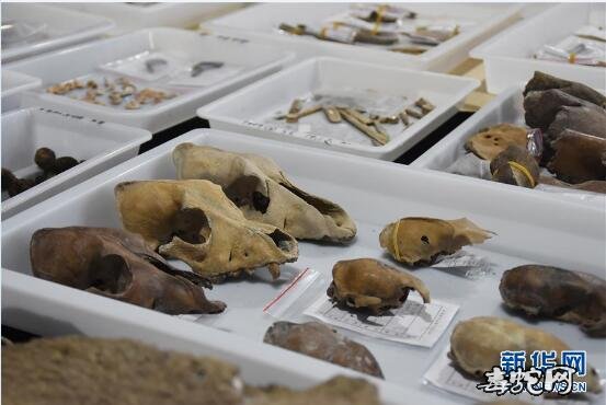 8000年前史前贝丘遗址!浙江余姚发现早于河姆渡文化1000年的史前遗址!