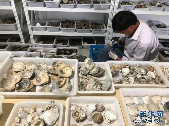 8000年前史前贝丘遗址!浙江余姚发现早于河姆渡文化1000年的史前遗址!