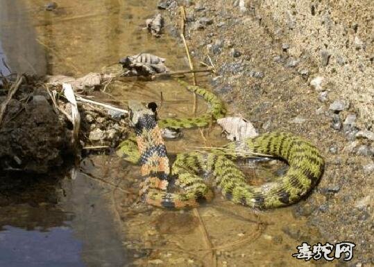 虎斑颈槽蛇（虎斑游蛇）的习性