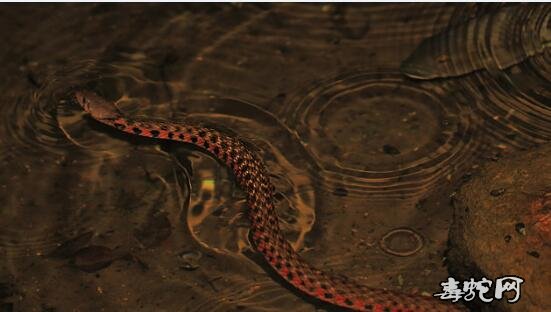 虎斑游蛇是水蛇吗？