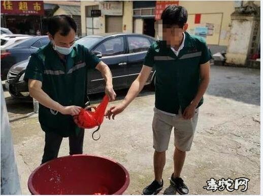 桂林一街道垃圾桶内现70cm长“毒蛇”!原来是赤练蛇!