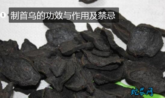 制首乌的功效与作用及禁忌