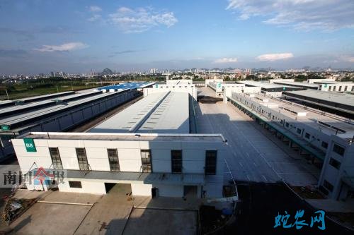 广西新柳邑市场:应季水果价格跌幅明显!山竹批发均价10.34元/斤!